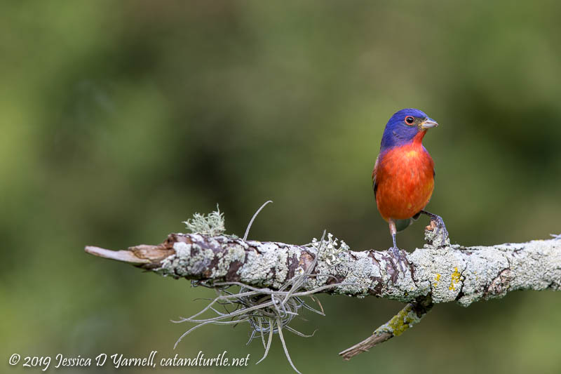 Painted Bunting