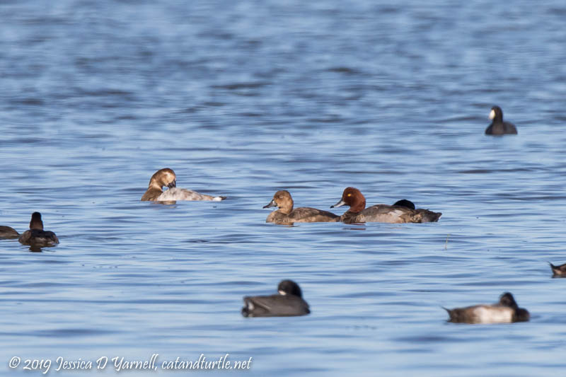 Canvasback