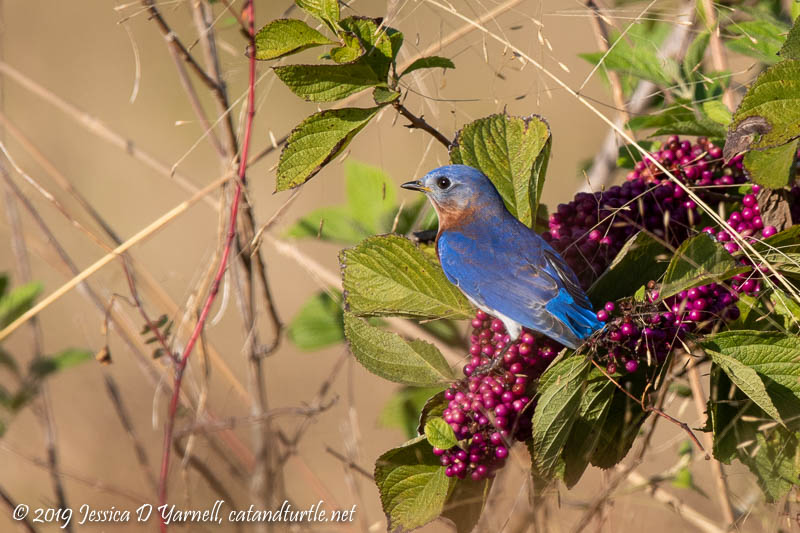 Eastern Bluebird on Beautyberry