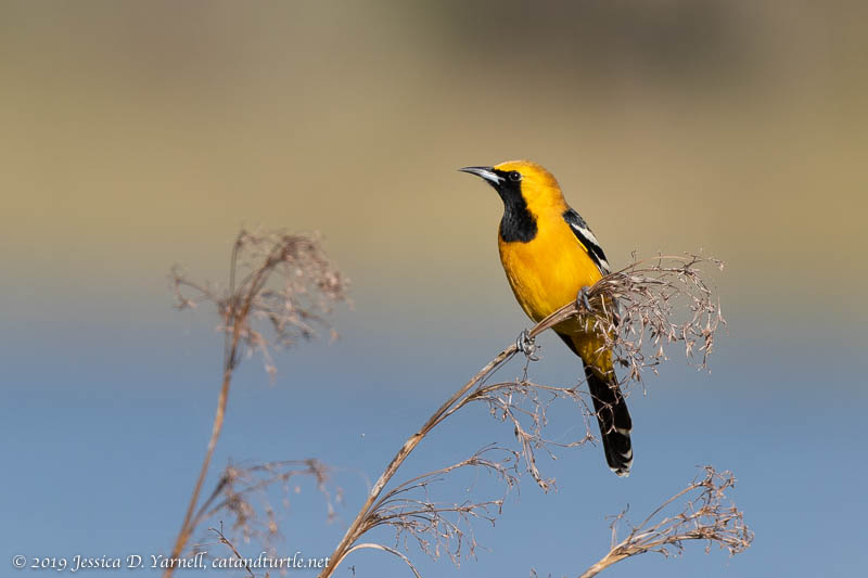 Hooded Oriole