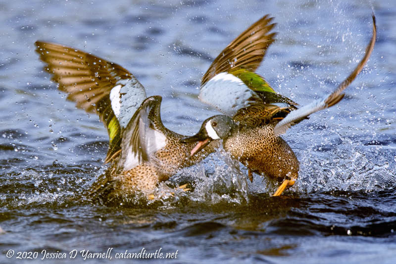 Blue-Winged Teal