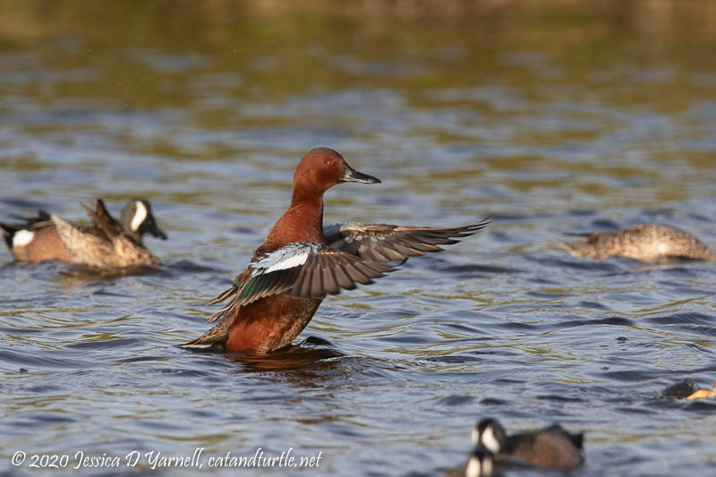 Cinnamon Teal among Blue-winged Teals