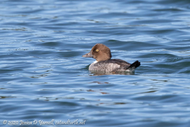 Common Goldeneye