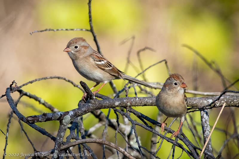 Field Sparrows