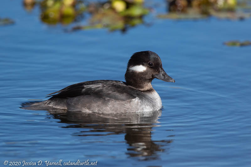 Bufflehead