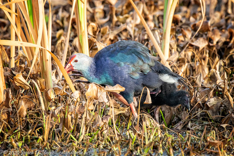 Gray-headed Swamphen with Baby
