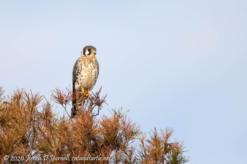 American Kestrel