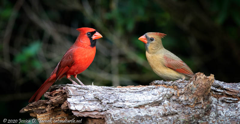 Northern Cardinal Pair