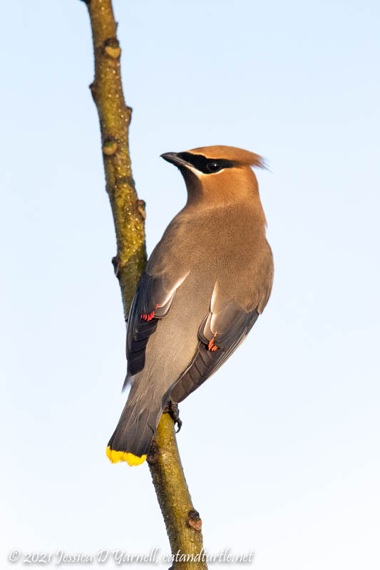 Cedar Waxwing