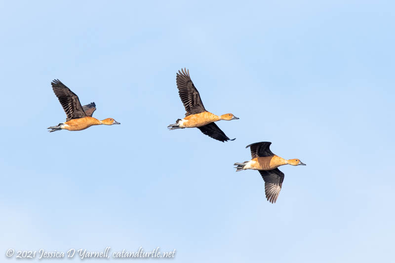 Fulvous Whistling-ducks in Flight