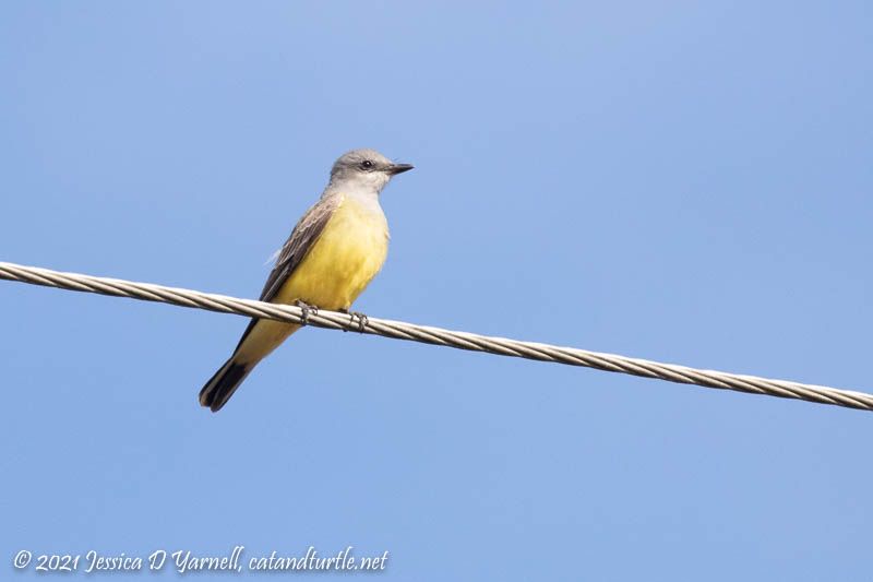 Western Kingbird