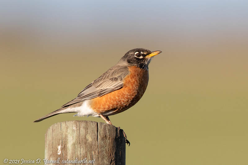 American Robin