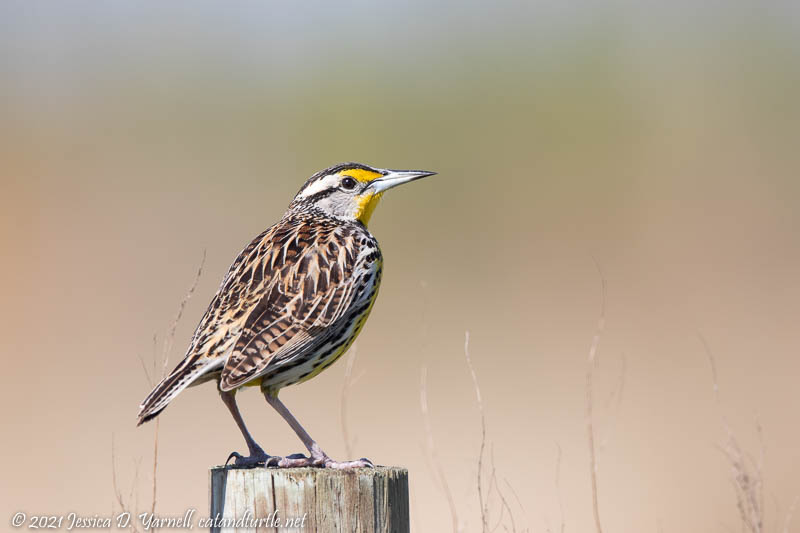 Eastern Meadowlark