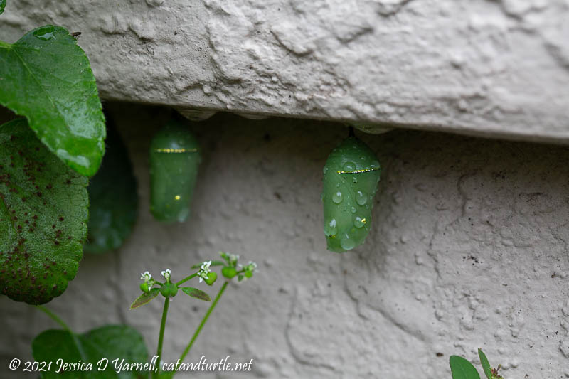 Monarch Chrysalis