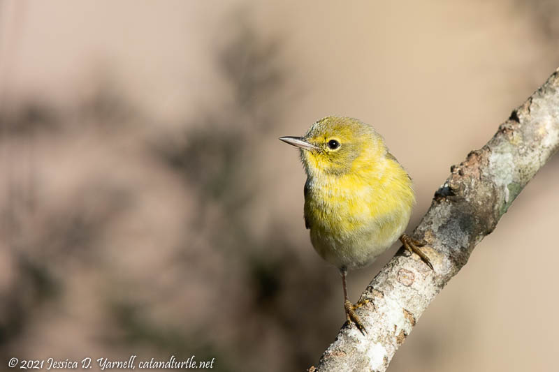 Pine Warbler