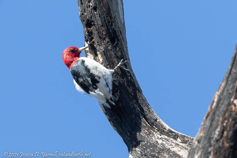 Red-Headed Woodpecker