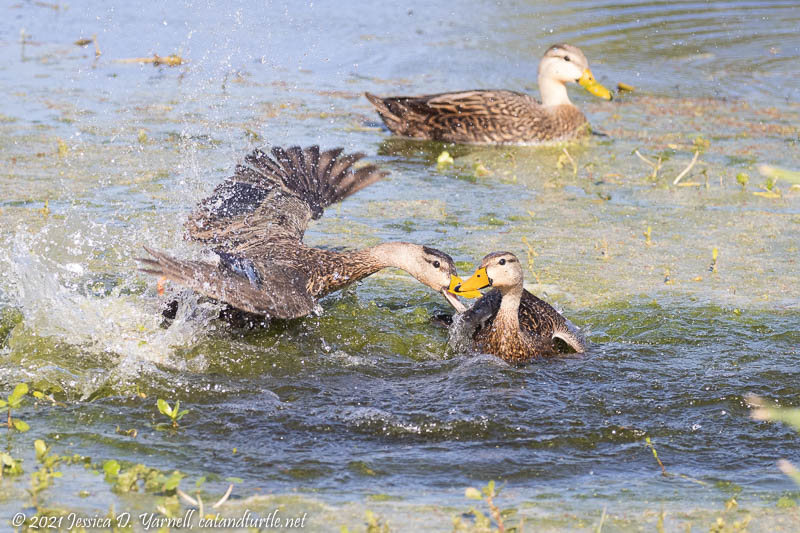 Mottled Duck