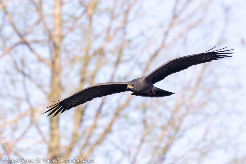 Snail Kite