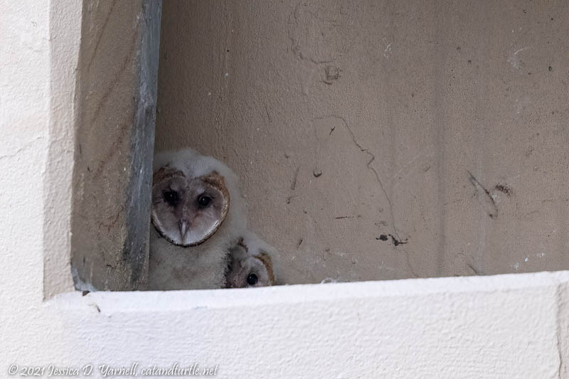 Barn Owlets