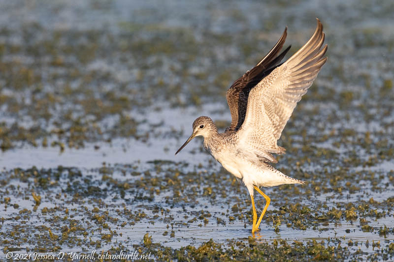 Greater Yellowlegs