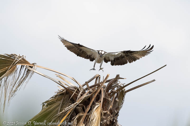 Osprey Nesting-building