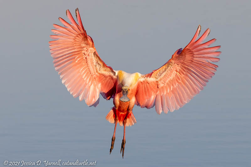 Roseate Spoonbills at Stick Marsh