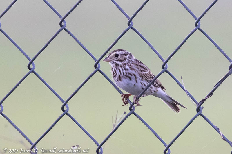 Song Sparrow