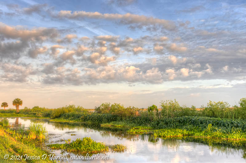 Spring Morning at Lake Apopka