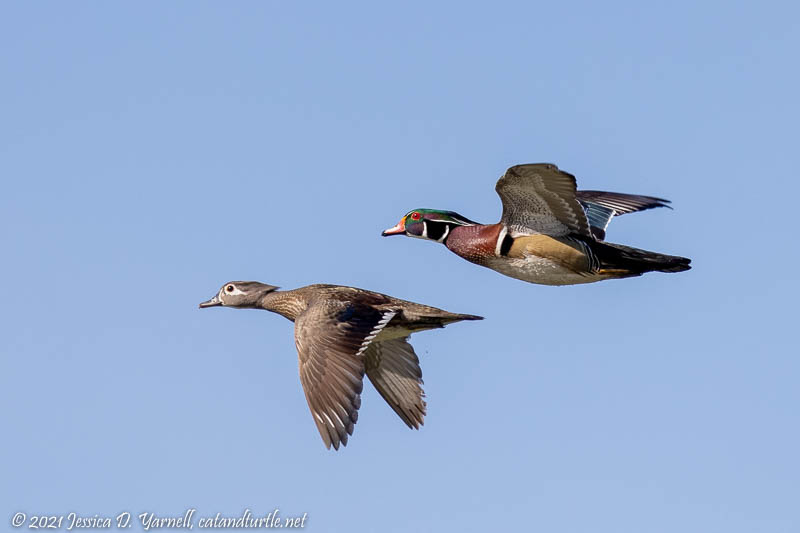 Wood Duck Pair in Flight