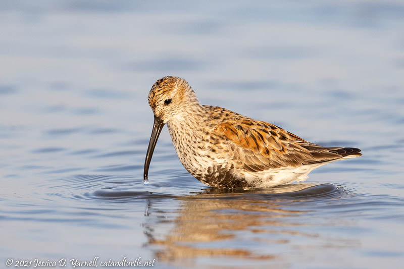 Dunlin