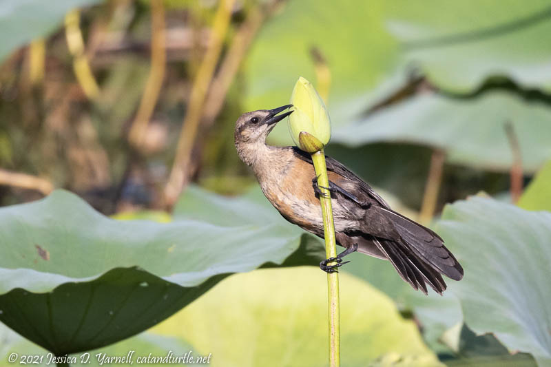 Boat-Tailed Grackle