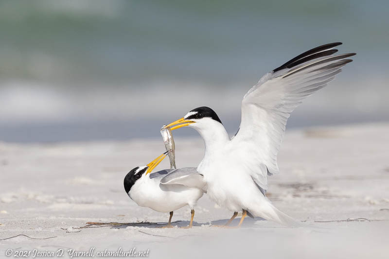 Least Terns Mating