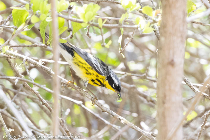 Magnolia Warbler