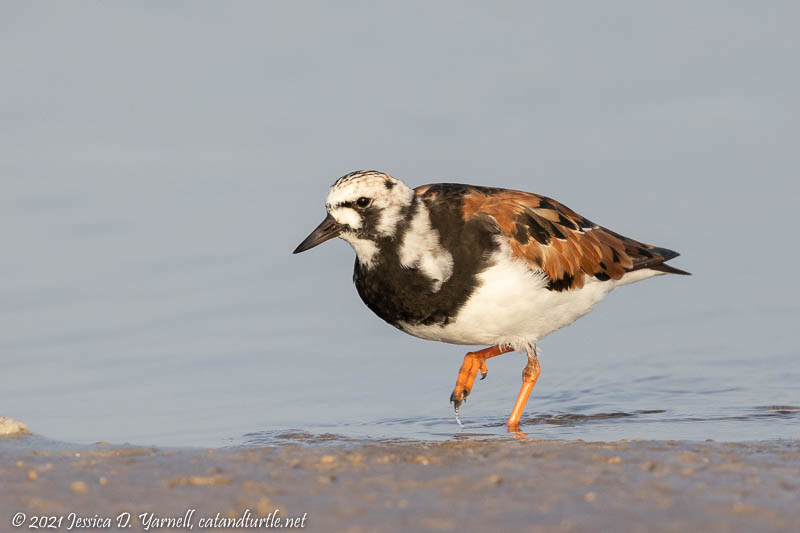 Ruddy Turnstone