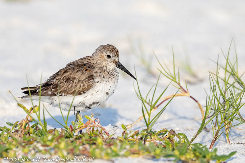 Western Sandpiper