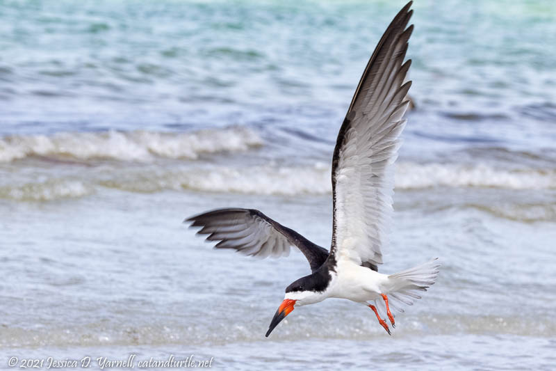 Black Skimmer