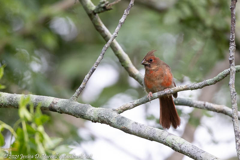 Cardinal (Juvenile Male)