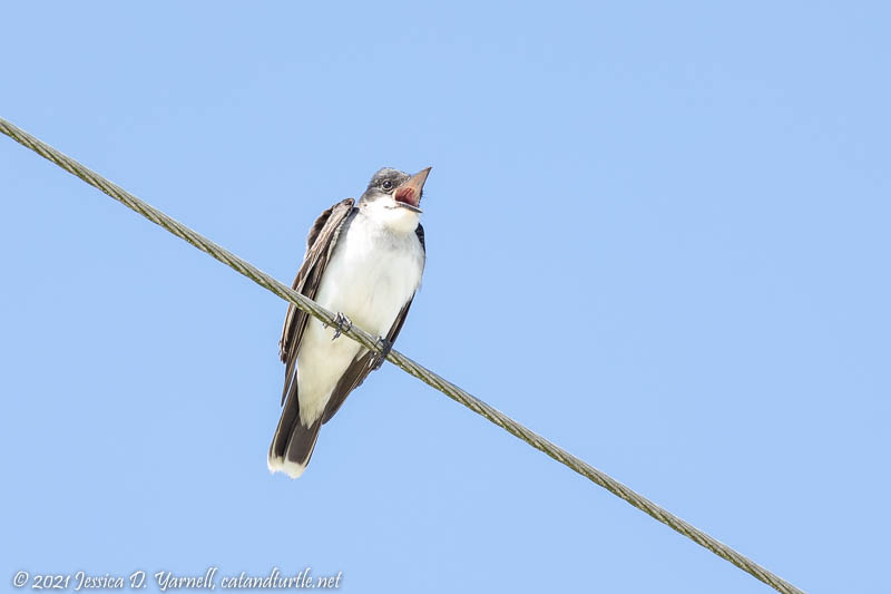 Eastern Kingbird