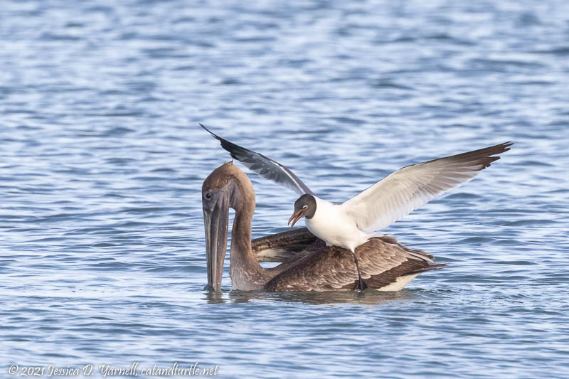 Laughing Gull Landed on Pelican's Back