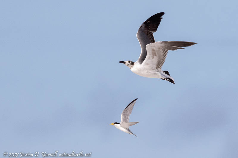 Least Tern Chasing Laughing Gull Away from Colony