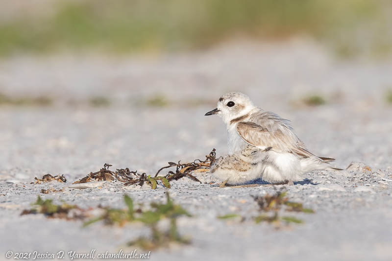 Under my Wing (Snowy Plover Mom and Baby)