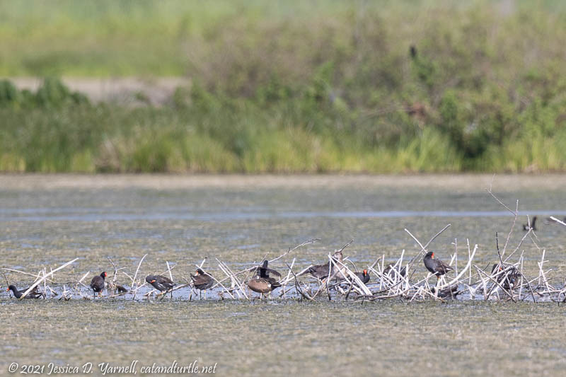 Blue-Winged Teal