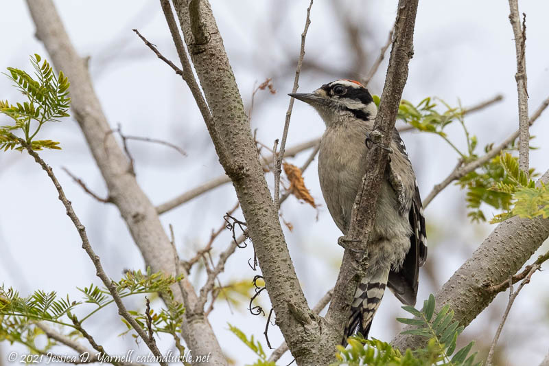 Downy Woodpecker