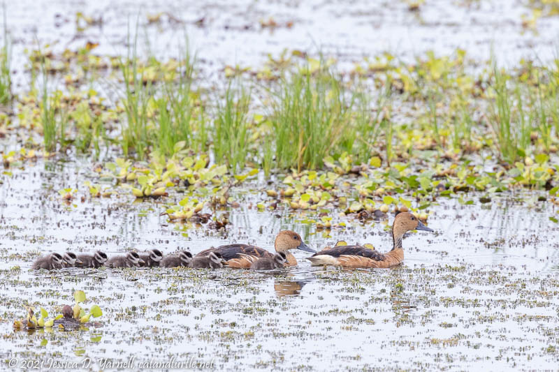 Fulvous Whistling-Ducks with Babies
