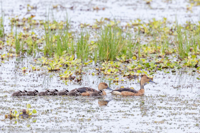 Fulvous Whistling-Duck