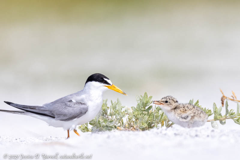 Least Tern with Chick