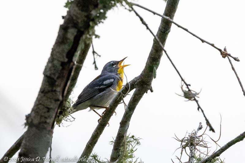 Northern Parula