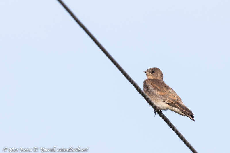 Northern Rough-Winged Swallow