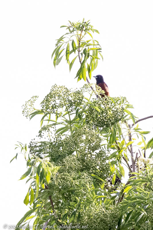 Orchard Oriole