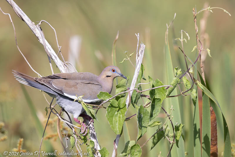 White-winged Dove